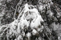 054-snow-laden-branch