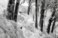 060-last-pic-of-snow-covered-mountainside