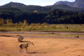 012-Driftwood-art-in-Alder-Lake