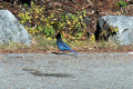 020e-Bluejay-at-Narada-Falls