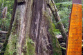 04-Ancient-tree-stump