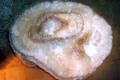 09-Newdegate-Cave-Calcite-formation