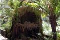 31-Hastings-Caves-State-Reserve-huge-old-tree-stump