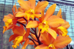 ORCHIDS - Cattleya Hybrids