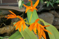 Chit-Chat-Tangerine-Lc