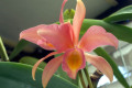 Confetti-Cocktail-C-Cattleya-2