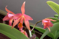 Confetti-Cocktail-C-Cattleya