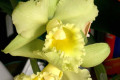 Erin-Kobayashi-Lohaina-Gold-Blc.-MC