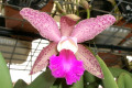 Gene-May-C-X-granulosa-C-2