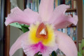 George-King-Serendipity-Blc-3-AM-AOS