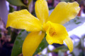 Gold-Digger-Orchidglades-Mandarin-Lc-3