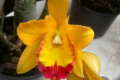 Golden-Shrine-H-R-Blc