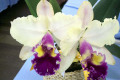 Goldenzelle-Blc.-X-Blc.-Glen-Maidment