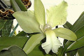 Green-Dragon-Bc-Brassocattleya-1