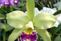 Greenwich-Elmhurst-Blc