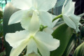 Hawaiian-Wedding-Song-Virgin-C.-2