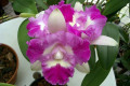 Island-Charm-Carmela-Bc.-2
