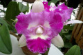 Island-Charm-Carmela-Bc.-3