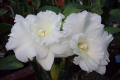 Island-Charm-Sugar-Bc-2