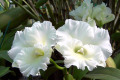 Island-Charm-Sugar-Bc