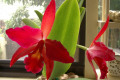 Jewel-Box-Scheherazade-Slc-Sophrolaeliocattleya