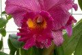 Mem.-Crispin-Rosales-Blc-5-3-week-old-bloom