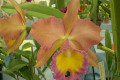 Orglades-medallion-David-Blc.-X-Blc.-Goldenzelle-Tokyo