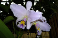 Portia-Coerulea-OBriens-C-x-Gaskelliana-Blue-Dragon-C-1