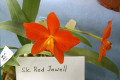 Red-Jewell-Slc