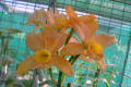 Scarlet-Imp-Paradise-X-Flirtie-X-Tickety-Boo-Lc-2-new-blooms