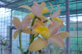 Scarlet-Imp-Paradise-X-Flirtie-X-Tickety-Boo-Lc-4-aged-blooms