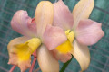 Scarlet-Imp-Paradise-X-Flirtie-x-Tickety-Boo-Lc-3-aged-blooms