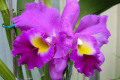 Sunstate-Easter-Parade-Blc-1