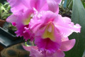 Sunstate-Easter-Parade-Blc