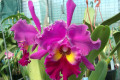 Sweet-Anniversary-Blc
