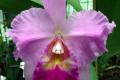 Sylvia-Fry-Wallacia-Blc-FCC-AOS