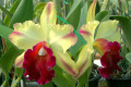 Toshie-Aoki-Robin-Blc