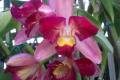 Toshie-Aoki-X-Hawaiian-Fantasy-Lc