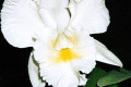 Walkerana-Alba-Pendentive-X-Donna-Kimura-Asa-C