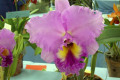 Wonder-Pink-Blc