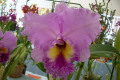 Wonder-Pink-Mr.-Ken-Bc.-HCC-AOC