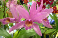 bowringiana-C.-X-C.-forbesii