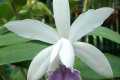 intermedia-Amethystina-C