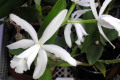 intermedia-var-alba-C