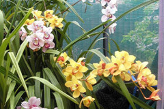 ORCHIDS - Cymbidiums