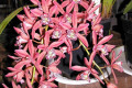 Cym-Dusky-Pink-a
