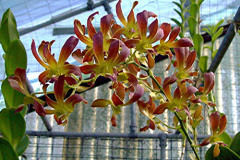 ORCHIDS - Dendrobiums