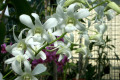 Jaq-Hawaii-3