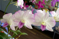 Phalaenopsis-Bicolor