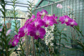 Queen-Southeast-x-DBush-Pansy-Den-1